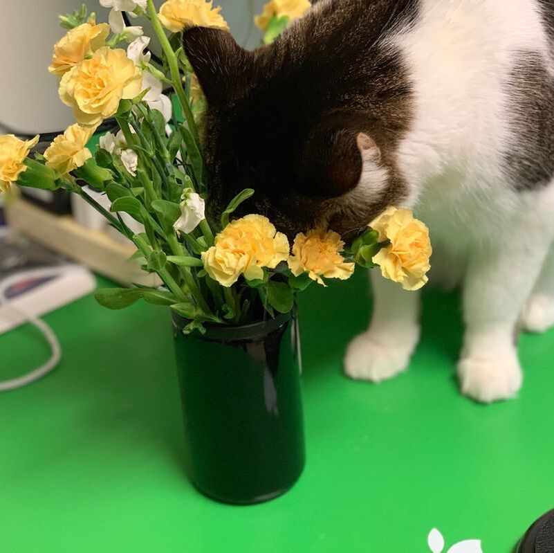 Biscuit is sticking his head into a bundle of flowers.
