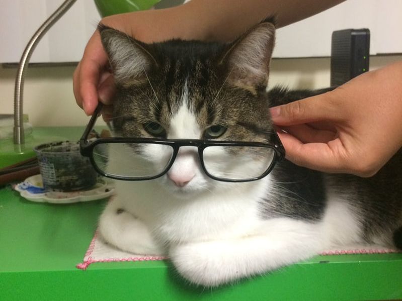 Biscuit wearing glasses