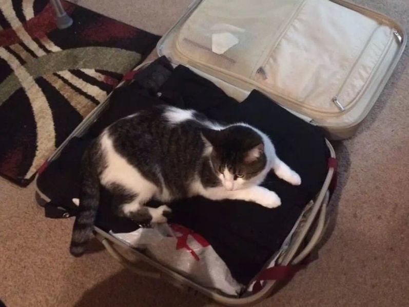 Biscuit lying in my suitcase.