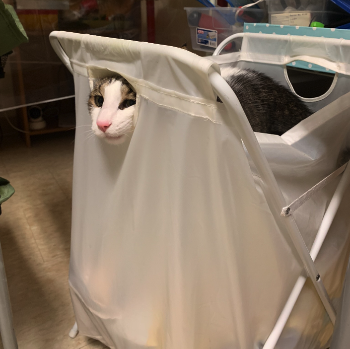 Biscuit in a laundry bag, sticking his head from the hole of the handle.