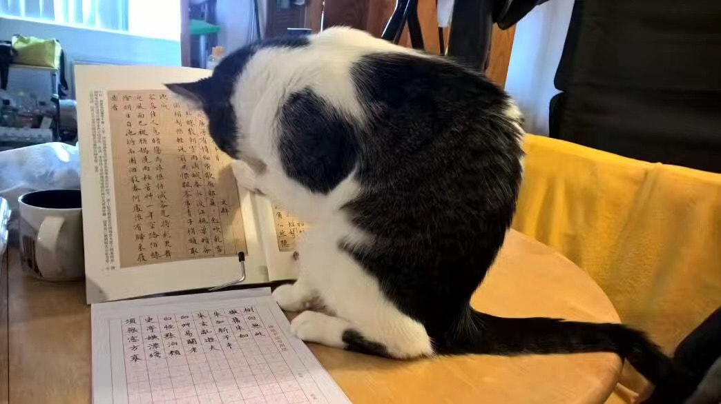 Biscuit seems to be reading a calligraphy book