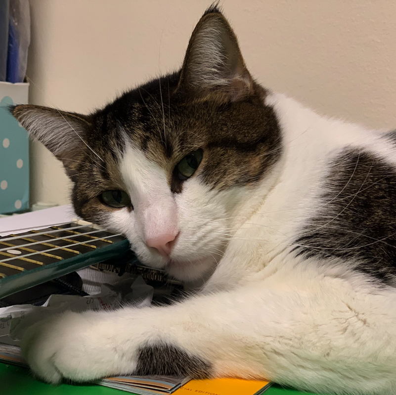 Biscuit is using an Ukulele as a pillow and looking at the camera with very sad expression.